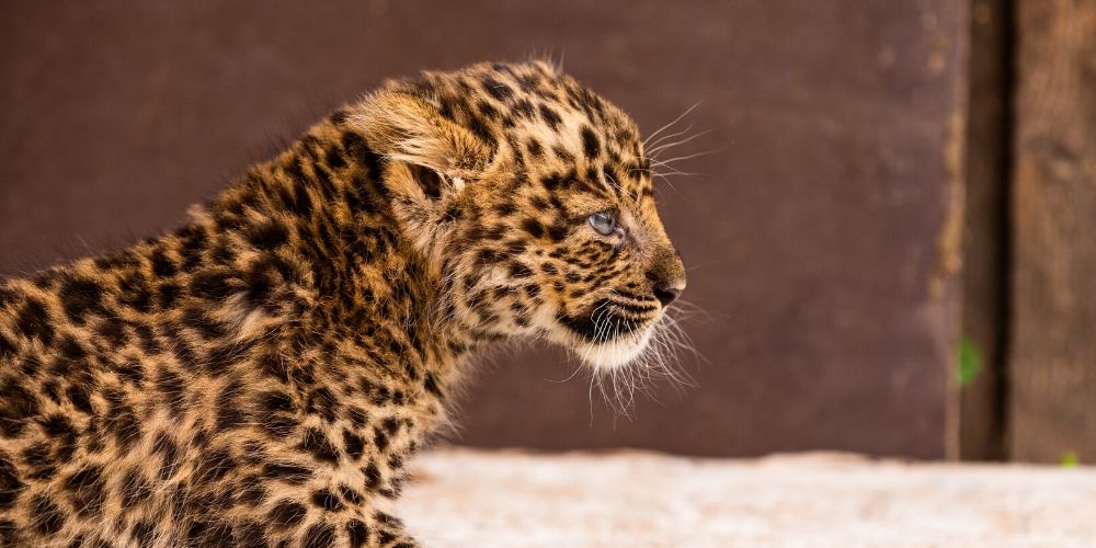 lausebande-seenland-zoo-hoyerswerda