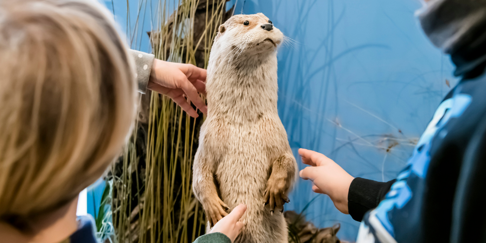ausflug-naturkundemuseum