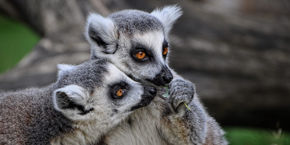 dresden-zoo