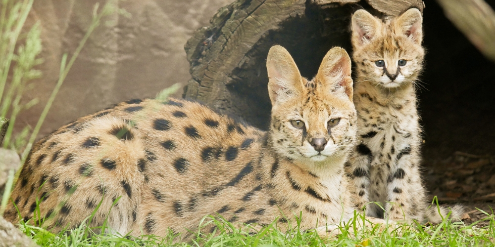 seenland-zoo-hoy