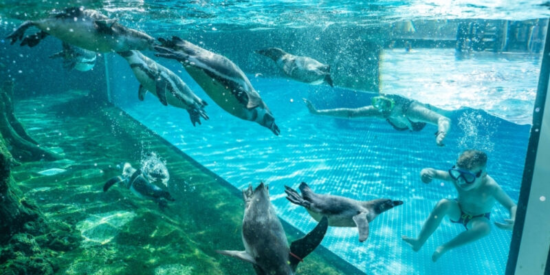 Schwimm Mit Pinguinen